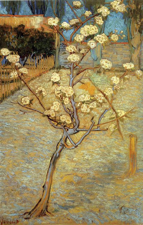 Pear Tree In Blossom Arles Bouches Du Rh Ne France By Vincent