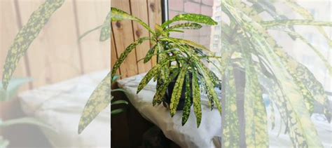 Кротон купить в Воронеже | Товары для дома и дачи | Авито