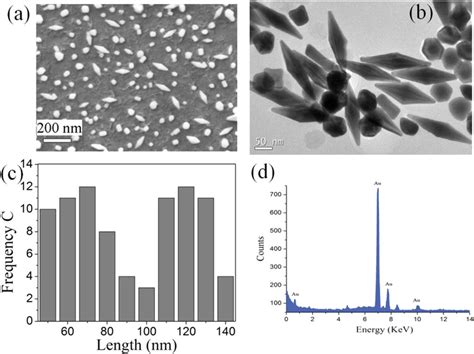 A And B Show SEM And TEM Images Of The Gold Nanoparticles In Which