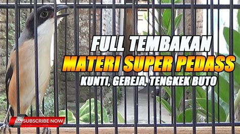 CENDET GACOR DORR MATERI PEDAS KUNTI X GEREJA X TENGKEK BUTO COCOK