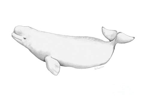 Beluga Whale Pictures