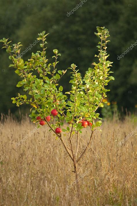 Small apple tree — Stock Photo © trancedrumer #1630715