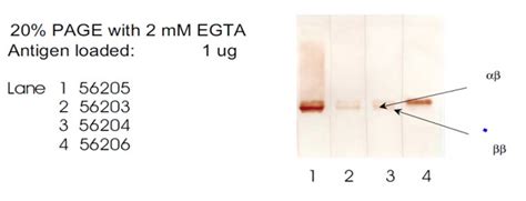 Anti S Antibody Qed Bioscience Inc