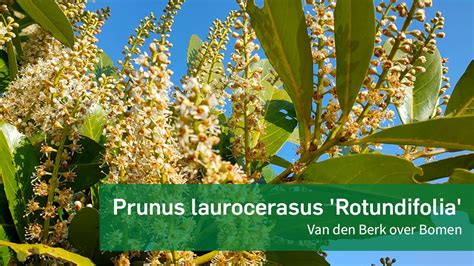 Prunus Laurocerasus Rotundifolia Van Den Berk Over Bomen YouTube