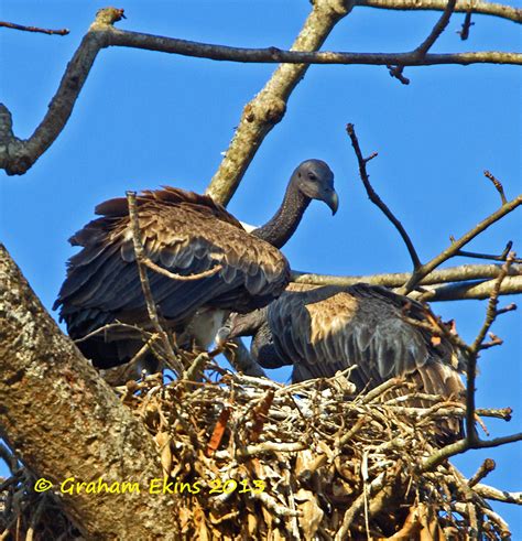 Slender Billed Vulture Gyps Tenuirostris Iucn Endangered Flickr