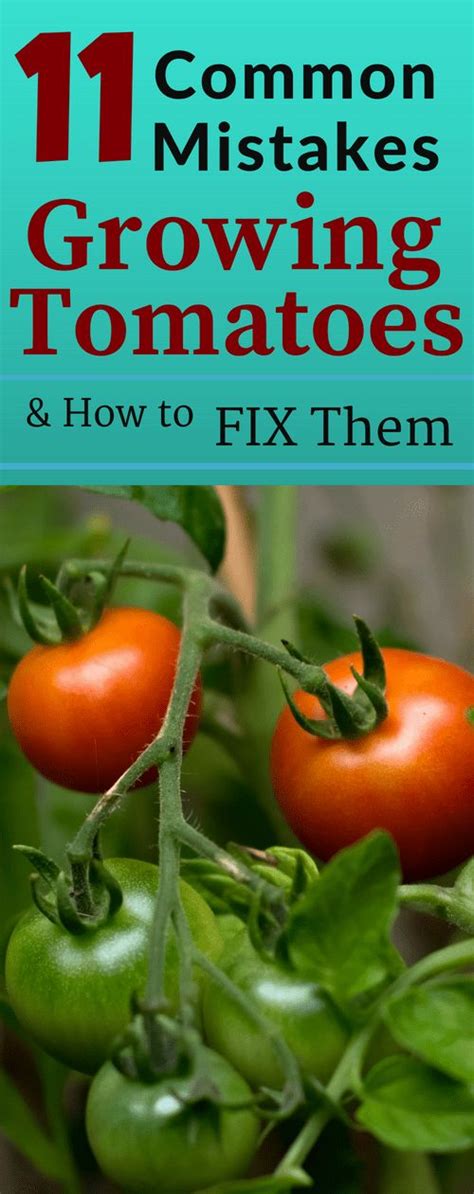 11 Common Mistakes Made Growing Tomatoes Growing Tomatoes Growing