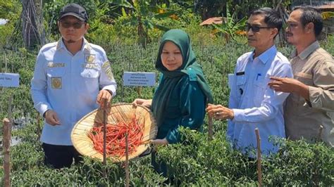 Di Tengah Kemarau Petani Desa Teru Sukses Panen Cabai Merah