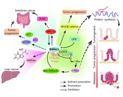 Functions And Effects Of Bmal In Cancer The Known And Potential