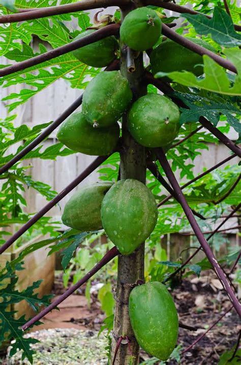 Growing Papayas In Texas A Tropical Challenge Through The Mirror