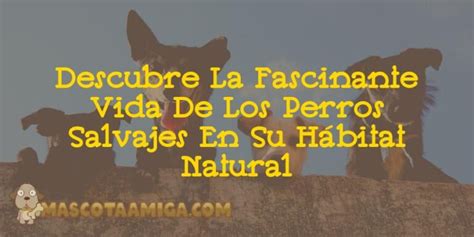 ️ Descubre La Fascinante Vida De Los Perros Salvajes En Su Hábitat Natural En Diciembre Del 2024