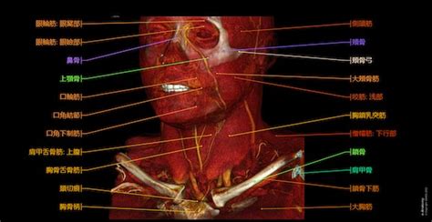 頭頚部 Ct 正常解剖学 E Anatomy