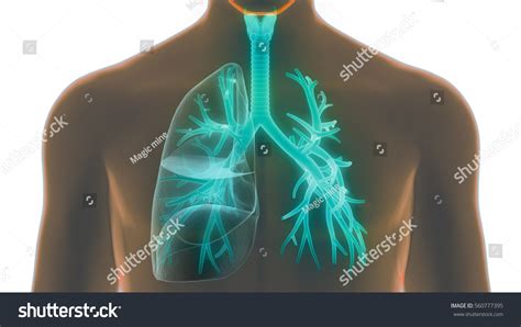 Human Lungs Inside Anatomy Larynx Trachea Stockillustration