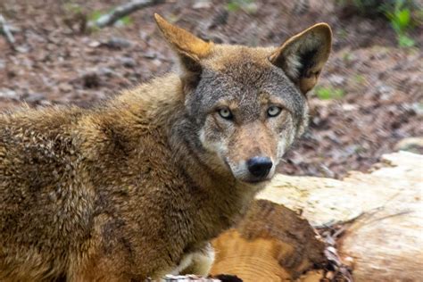 Red Wolf Habitat Loss