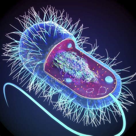 Struttura Interna Di Una Tipica Cellula Batterica Illustrazione Le