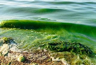 Cuáles son las algas nocivas y su impacto en el mar BiologíaMarinaPor