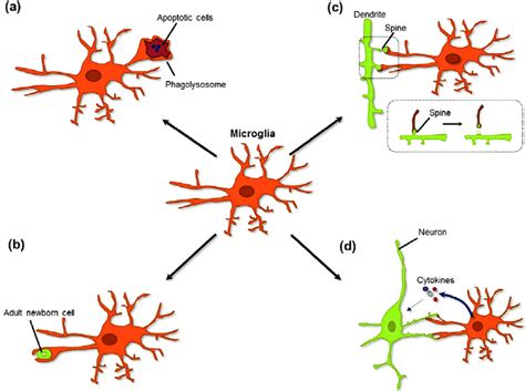 Physiological Roles Of Microglia In Neuronal Circuits Schematic