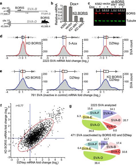 Downregulation Of BORIS And Epigenetic Remodeling Show Concordant