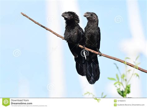 Smooth Billed Ani Crotophaga Ani Stock Photo Image Of Animal Plumage