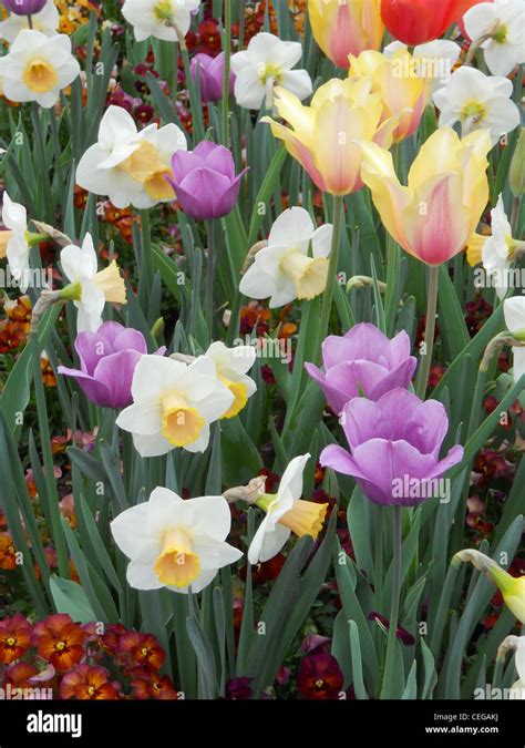 Tulips At The Arboretum Stock Photo Alamy