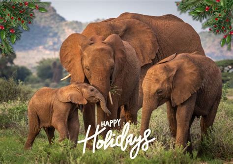 conservation  keystone species  key  biodiversity management