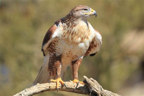 21 Incredible Types Of Hawks To Spot In The Wild