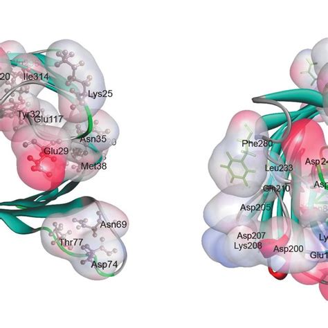 Distribution Of Basic And Acidic Amino Acid Residues In The Variable