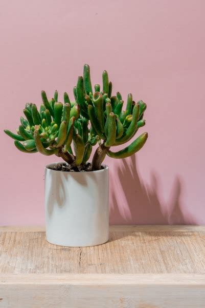 Hoe Verzorg Je Een Jade Plant Crassula Ovata