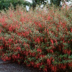 Fuchsia magellanica - Greenleaf Nurseries