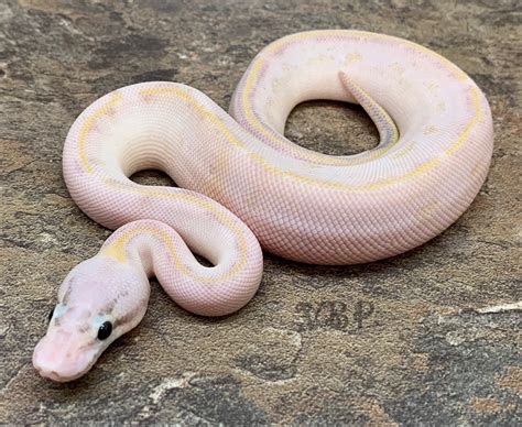 pastel ivory ball python  vesper ball pythons morphmarket