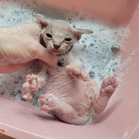 Sphynx Cat Hygiene Pantheon Sphynx