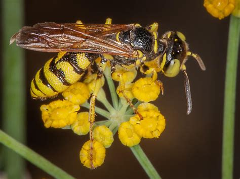 Philanthus Multimaculatus Philanthus Bugguidenet