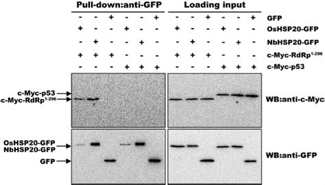 In Vitro Pull Down Analysis Of Interactions Between The N Terminus Of