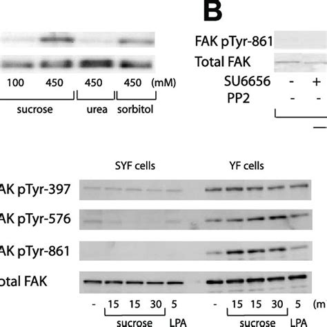 IEC 18 Phosphorylation On FAK Tyr 861 Is Induced By Nonpermeant