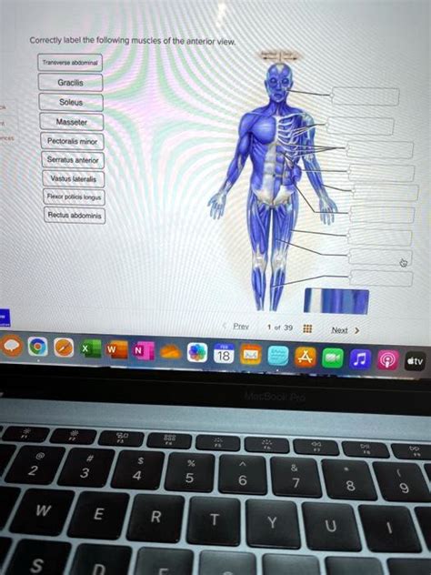 Solved Correctly Label The Following Muscles Of The Anterior View