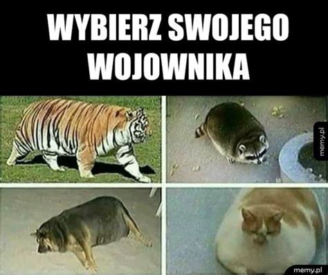 Hit Czy Kit Memy Z Wojownik W I Nie Tylko Samequizy