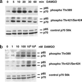 Time-and dose-dependent stimulation of p70 S6 kinase phosphorylation at ... 
