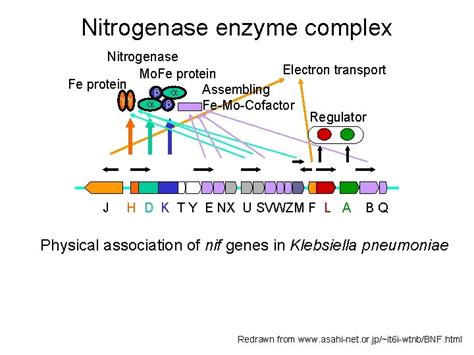 Nitrogenase Enzyme Complex Nitrogenase Electron Transport Mo Fe