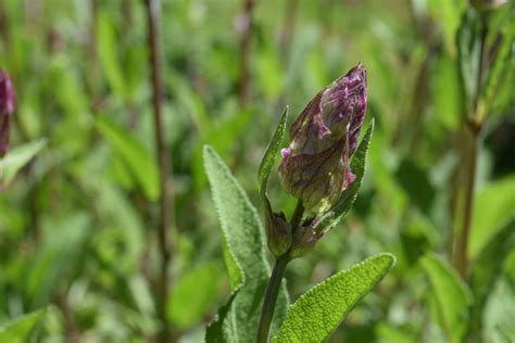 Imagen Gratis Flores Silvestres Hojas Flora Verano Naturaleza