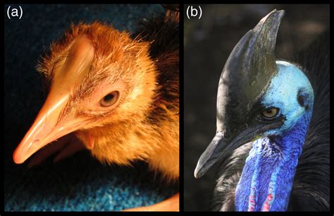 Osteological Description Of Casque Ontogeny In The Southern Cassowary Casuarius Casuarius