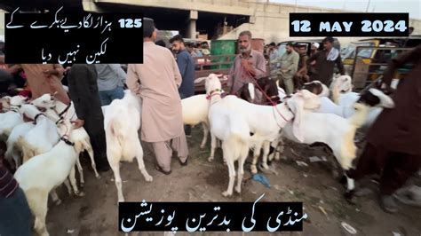 Lalukhet Bakra Mandi Me Qurbani Ka Bakra May