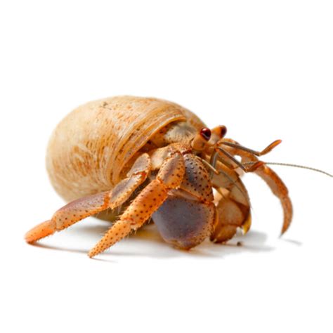 Pet Hermit Crabs Next Day Uk Delivery Bug Pets Ltd Ltd