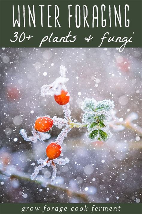What To Forage In Winter 30 Edible And Medicinal Plants And Fungi