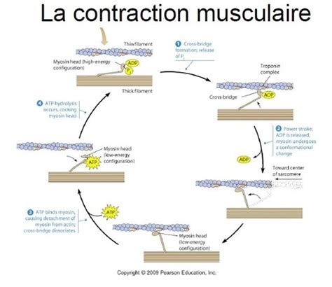 2 Cytosquelette Cartes Quizlet