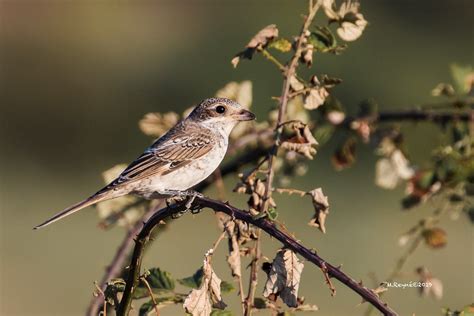 Pie Gri Che T Te Rousse Juv Lanius Senator Woodchat S Flickr