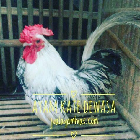 Mengenal Ayam Kate Sebagai Jenis Ayam Hias Asli Indonesia