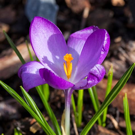 Crocus Tommasinianus Ruby Giant Crocus De Thomas Aux Grandes Fleurs