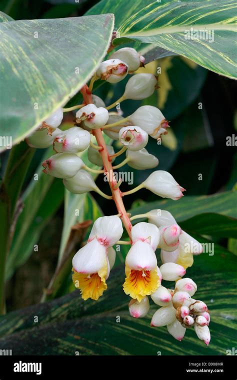 Alpinia zerumbet "Variegata Stock Photo - Alamy