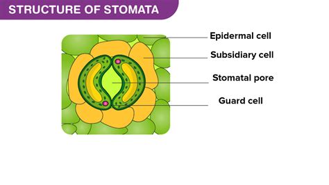 Explain The Structure And Working Of Stomata With The Help Of A