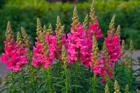 How to Grow and Care for Snapdragon Flowers (Antirrhinum Majus)