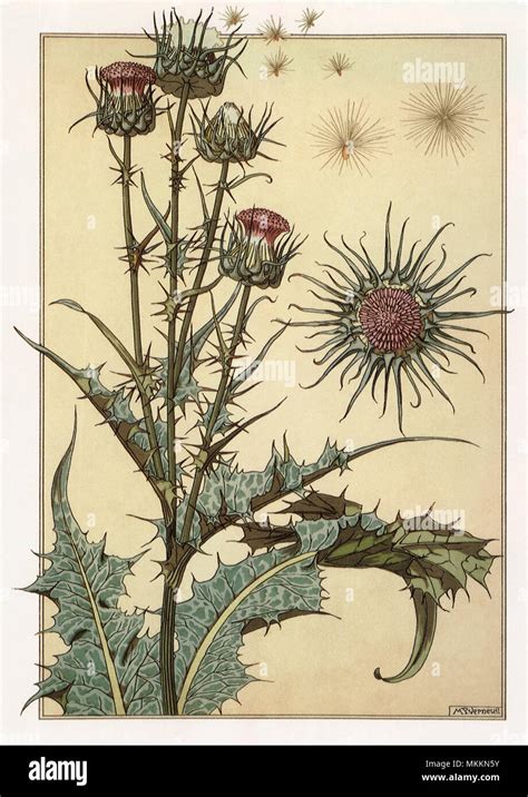 Botanical Drawing of a Thistle Stock Photo - Alamy